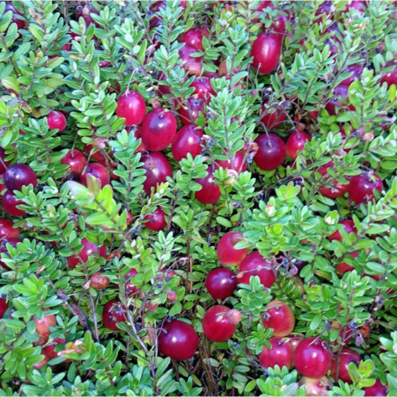 Клюква Садовая Крупноплодная Купить