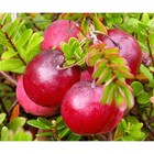 Саженец Клюква крупноплодная Стивенс, С2 горшок, Н10-30 высота, 1 шт., Лето 2025 9073507 - фото 5176830
