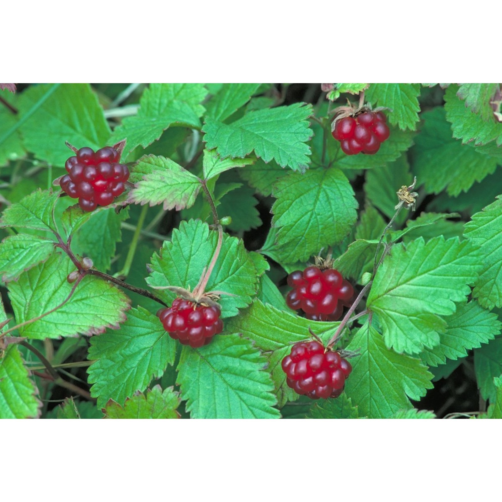 Попробовали самую дорогую лесную ягоду России (до 12 000 рублей за кило). Далеко