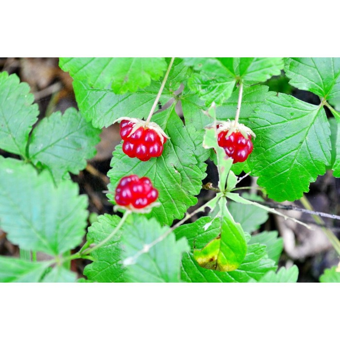 Поляника ягода фото и описание Поляника ягода фото и описание