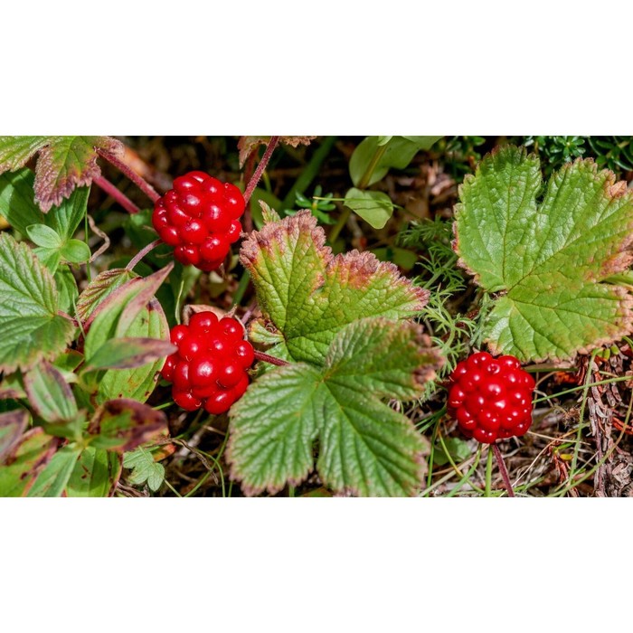 Княженика Тария, С2 горшок, Н10-50 высота, 1 шт, Лето 2026