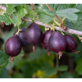 Крыжовник «Арлекин», саженец 20-40 см, горшок С2, 1 шт., Лето 2026, «ПОИСК»