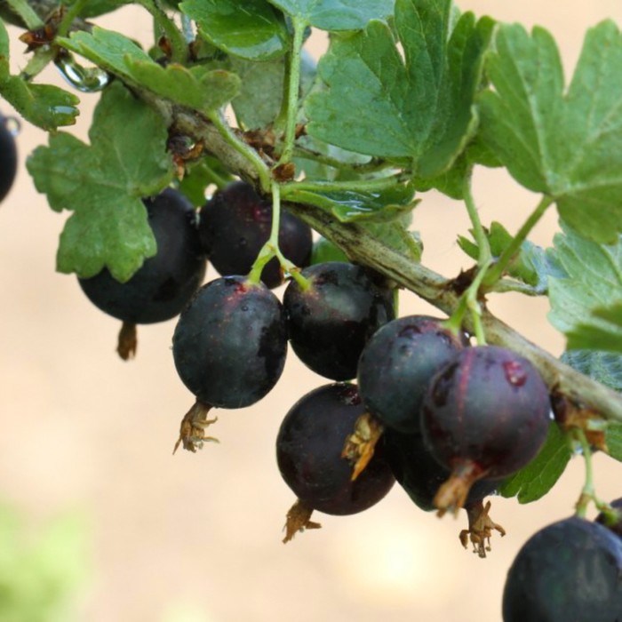 крыжовник бесшипный командор. крыжовник сорт командор. крыжовник консул сенатор. крыжовник сорт командор. крыжовник бесшипный командор.