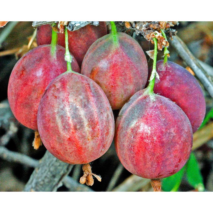 Саженец Крыжовник Колобок, С2 горшок, Н20-40 высота, 1 шт., Лето 2025