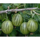 Саженец Крыжовник Малахит, С2 горшок, Н20-40 высота, 1 шт., Лето 2025 9073521 - фото 5176839