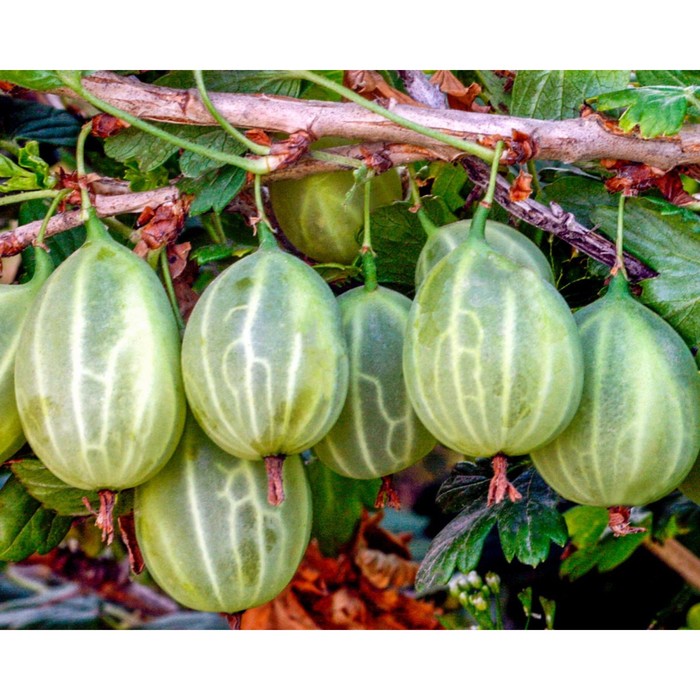 Крыжовник уральский бесшипный описание сорта фото Крыжовник уральский бесшипный описание сорта фото