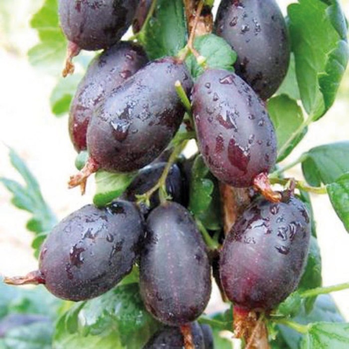 Крыжовник финик описание сорта фото отзывы садоводов Крыжовник финик описание сорта фото отзывы садоводов