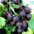 Саженец Крыжовник Черномор, С2 горшок, Н20-40 высота, 1 шт., Лето 2025 9073535 - фото 5176850