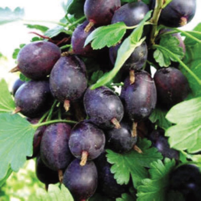 Саженец Крыжовник Черносливовый, С2 горшок, Н20-40 высота, 1 шт., Лето 2025