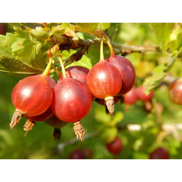 Саженец Крыжовник «Яркий», С2 горшок, Н20-40 высота, 1 шт., Лето 2025