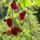 Саженец Малина ремонтантные сорта Жар Птица, С2 горшок, Н20-40 высота, 1 шт., Лето 2025 9073551 - фото 5176864