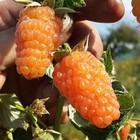 Саженец Малина ремонтантные сорта Оранжевое Чудо, С2 горшок, Н20-40 высота, 1 шт., Лето 2025 9073556 - фото 5176871