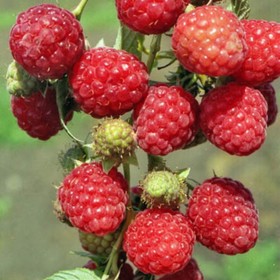 Малина «Бригантина», саженец 20-40 см, горшок С2, 1 шт., Лето 2026, «ПОИСК»