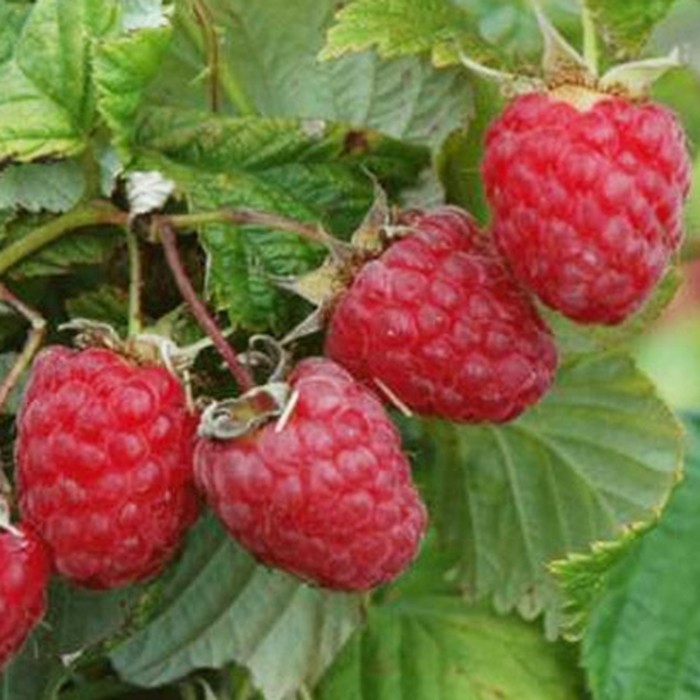 Малина «Пересвет», саженец 20-40 см, горшок С2, 1 шт., Лето 2026, «ПОИСК»