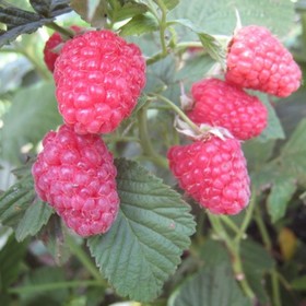 Малина «Столичная», саженец 20-40 см, горшок С2, 1 шт., Лето 2026, «ПОИСК»