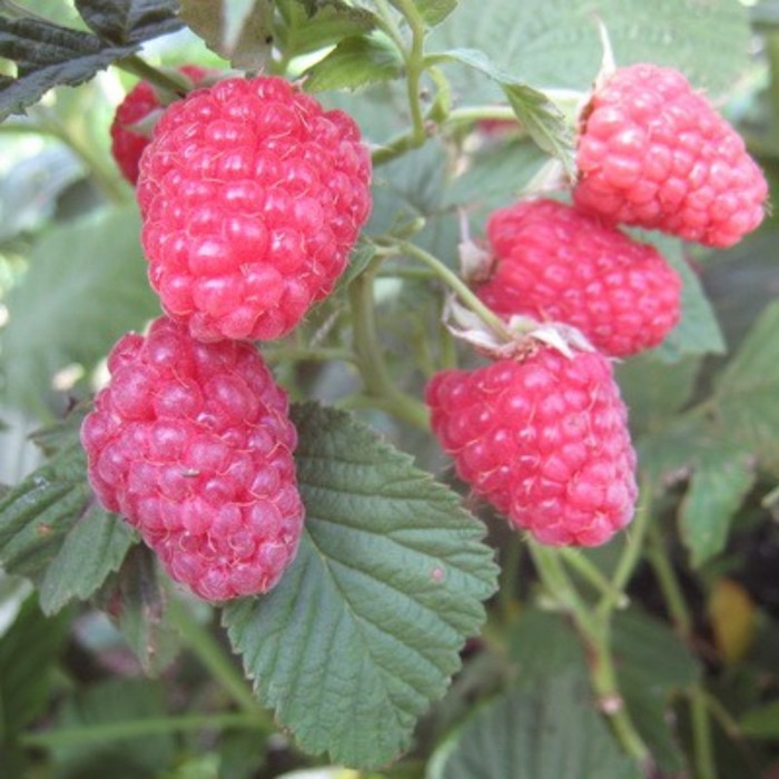 Малина Столичная, С2 горшок, Н20-40 высота, 1 шт, Лето 2026