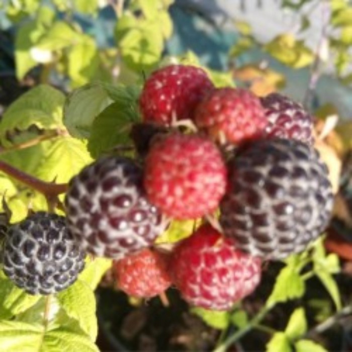 Саженец Малина черноплодные сорта Блэк Джуэл, С2 горшок, Н20-40 высота, 1 шт.