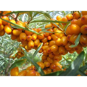 Саженец Облепиха Великан, C3 горшок, Н20-40 высота, 1 шт. 9073584