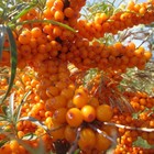 Саженец Облепиха Гном, C3 горшок, Н20-40 высота, 1 шт. - Фото 1