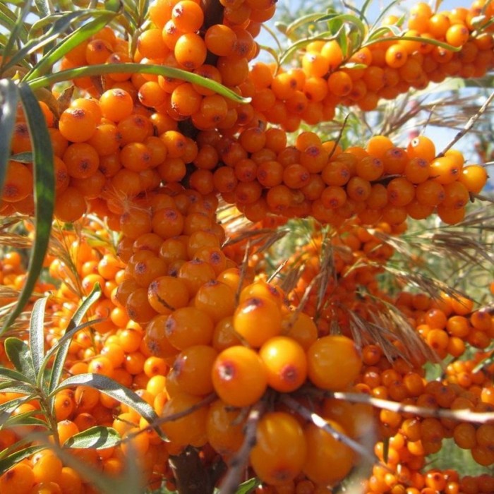 Саженец Облепиха Гном, C3 горшок, Н20-40 высота, 1 шт. - Фото 1