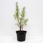 Саженец Облепиха Гном, C3 горшок, Н20-40 высота, 1 шт. - Фото 2