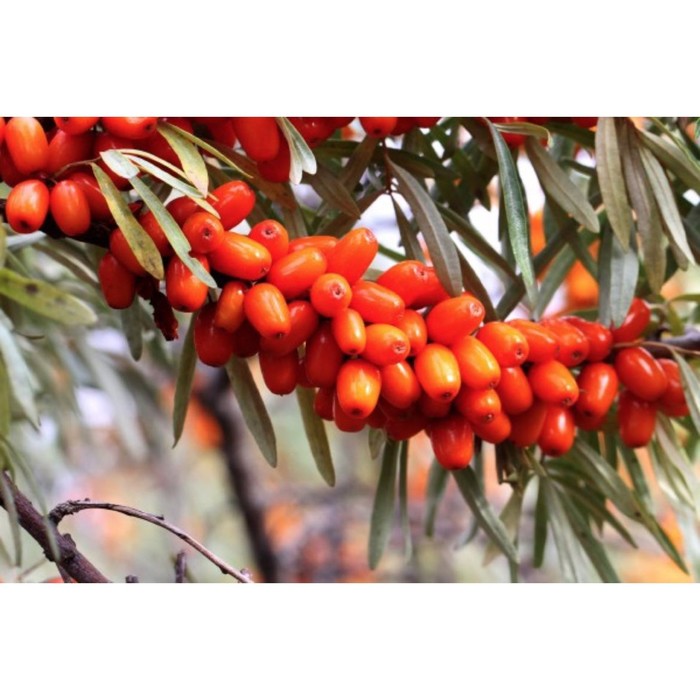 Облепиха «Джемовая», саженец 20-40 см, горшок С3, 1 шт., Лето 2026, «ПОИСК»