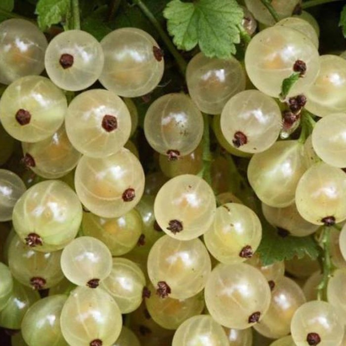 Саженец Смородина белая Белая Фея, С2 горшок, Н20-40 высота, 1 шт.