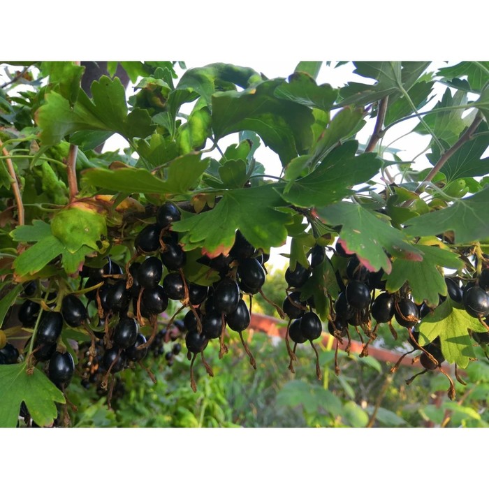 Саженец Смородина золотистая Валентина, С2 горшок, Н20-40 высота, 1 шт.