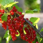 Саженец Смородина красная «Ранняя сладкая», С2 горшок, Н20-40 высота, 1 шт., Лето 2025 9073654 - фото 5176926