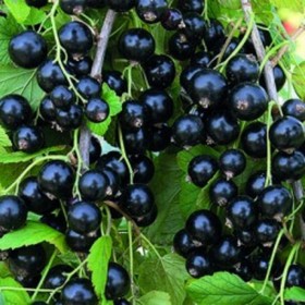 Саженец Смородина черная Александрина, С2 горшок, Н20-40 высота, 1 шт. 9073657