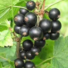Саженец Смородина черная Багира, С2 горшок, Н20-40 высота, 1 шт. 9073658