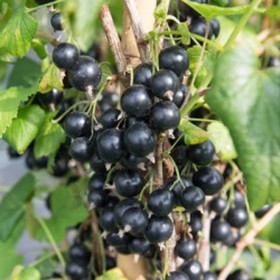 Саженец Смородина черная Велой, С2 горшок, Н10-50 высота, 1 шт. 9073660