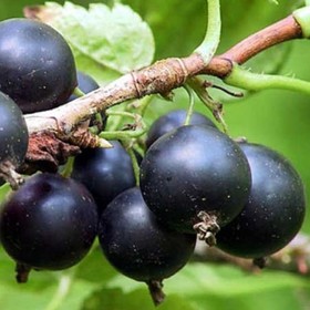 Саженец Смородина черная Геркулес, С2 горшок, Н20-40 высота, 1 шт. 9073661