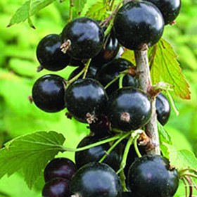 Саженец Смородина черная Гулливер, С2 горшок, Н20-40 высота, 1 шт. 9073662