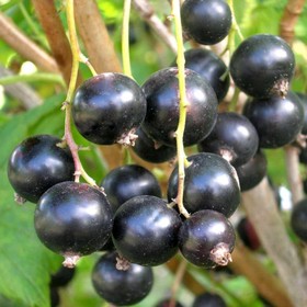 Саженец Смородина черная Пигмей, С2 горшок, Н20-40 высота, 1 шт. 9073670