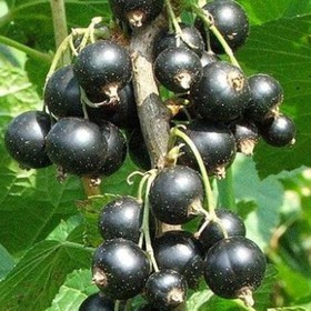 Саженец Смородина черная Фортуна, С2 горшок, Н20-40 высота, 1 шт. 9073673