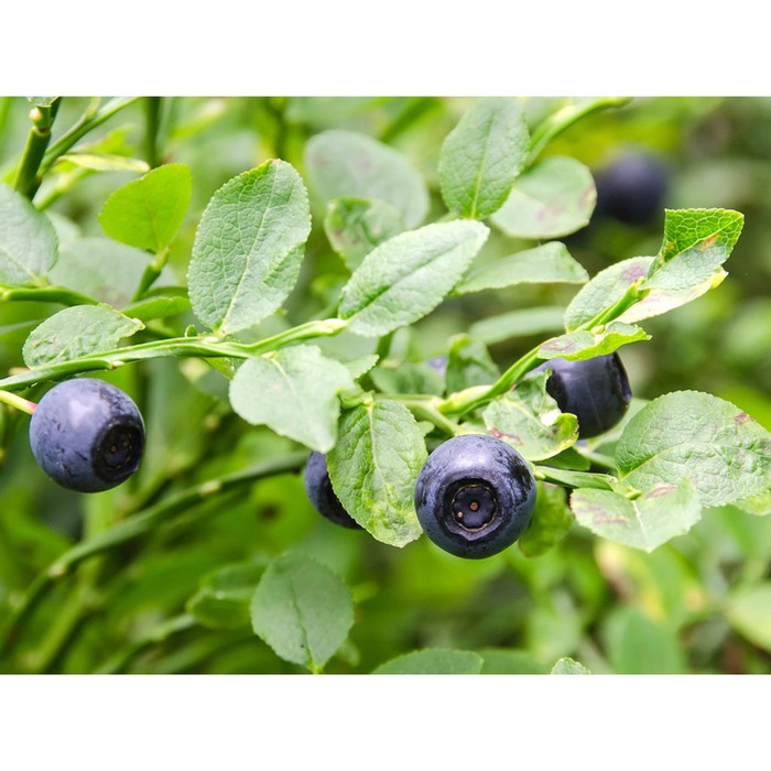 Черника обыкновенная, саженец 15-35 см, горшок С2, 1 шт., Лето 2026, «ПОИСК»