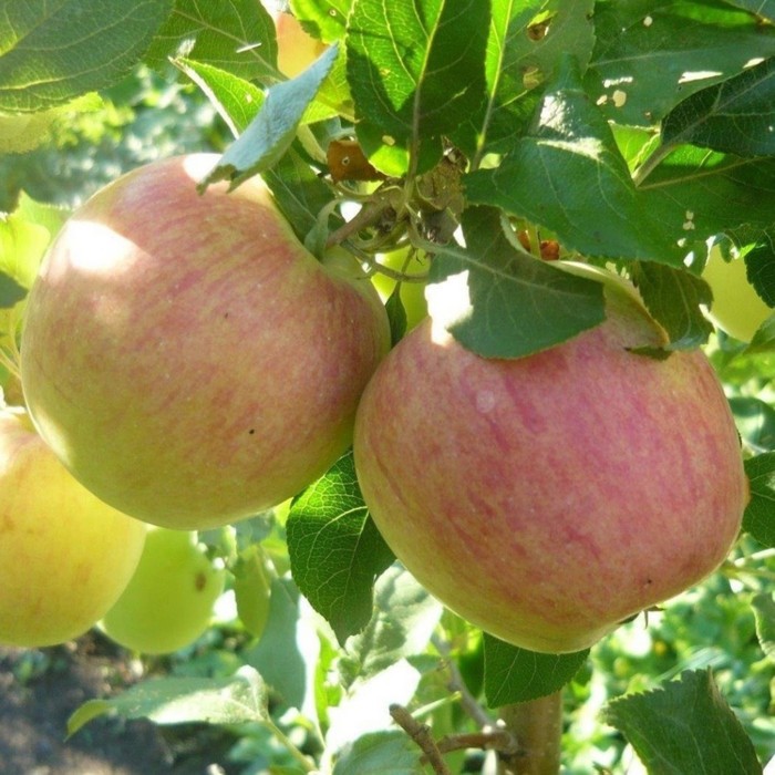 Яблоня карликовая Неженка, С3 горшок, Н10-50 высота, 1 шт, Осень 2023