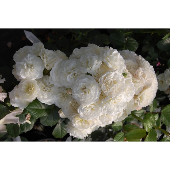 Мускусная роза букет парфе описание фото отзывы Мускусная роза букет парфе описание фото отзывы