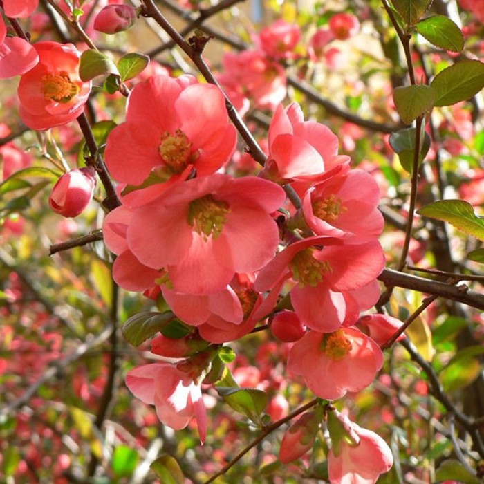 Саженец Айва (горшок р9) Фелконет скарлет, 1 шт, Осень 2025