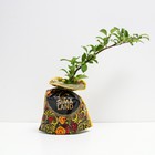 Саженец Айва р9 Фелконет скарлет 1 шт. Весна 2026 9075015 - фото 8089551