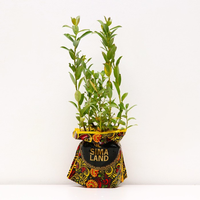 Саженец Ива р9 Ланата 1 шт. Весна 2026 - Фото 1