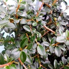 Саженец Кизильник (горшок р9) Стокгольм, 1 шт, Осень 2025 9075037