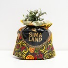 Саженец Кизильник (горшок р9) Стокгольм, 1 шт, Осень 2025 9075037