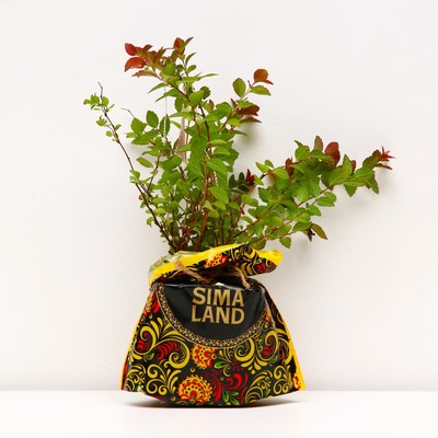 Саженец Спирея (горшок р9) Спарклинг Шампань, 1 шт, Осень 2025