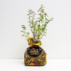 Саженец Спирея (горшок р9) Спарклинг Шампань, 1 шт, Осень 2025 - Фото 2