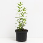 Вероникаструм виргинский Пинк глоу, С3 горшок, Н10-50 высота, 1 шт, Лето 2024 - фото 25405154