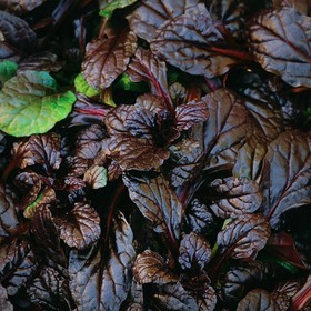 Живучка ползучая «Махагон», саженец 10–50 см, горшок Р9, 1 шт., Лето 2026, «ПОИСК»