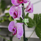 Клипса для растений «Стрекоза», набор 10 шт., МИКС, Greengo - Фото 13