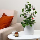 Клипса для растений «Стрекоза», набор 10 шт., МИКС, Greengo - Фото 6